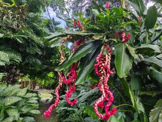 人里離れた熱帯雨林での冒険：偶然にもケアンズの熱帯植物の楽園に迷い込んでしまった！