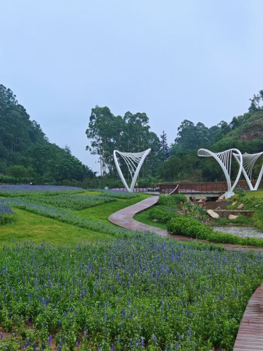 雨の中でロマンチックに出会う紫の花海、グリーンハートパークのとても