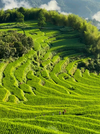 Terrace Dreamscape⛰️