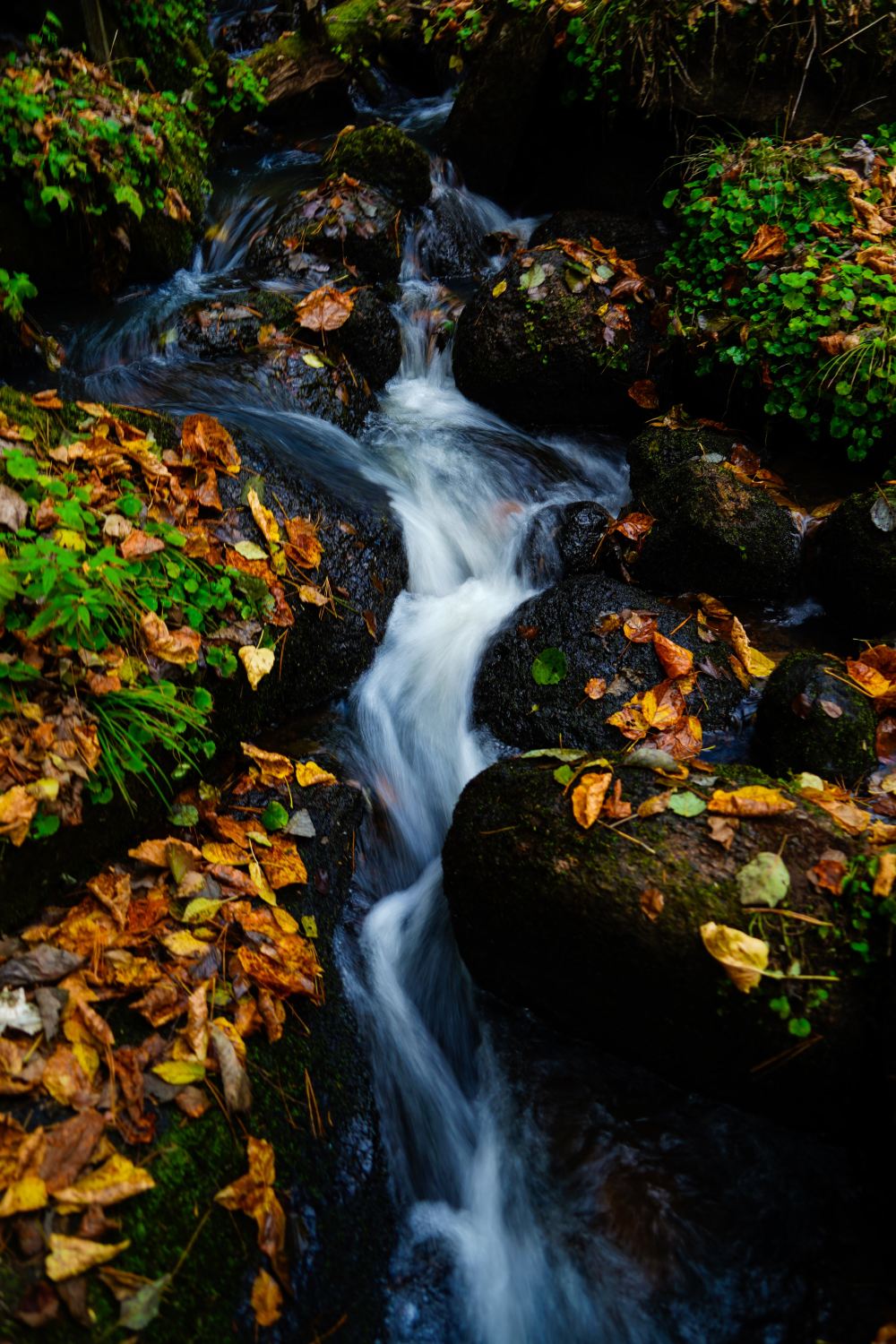 Yichun Wuying National Forest Park | Easy hiking route guide