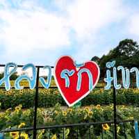 ดอกทานตะวันบานโครงการพระราชดำริ เขาชะงุ้ม ราชบุรี