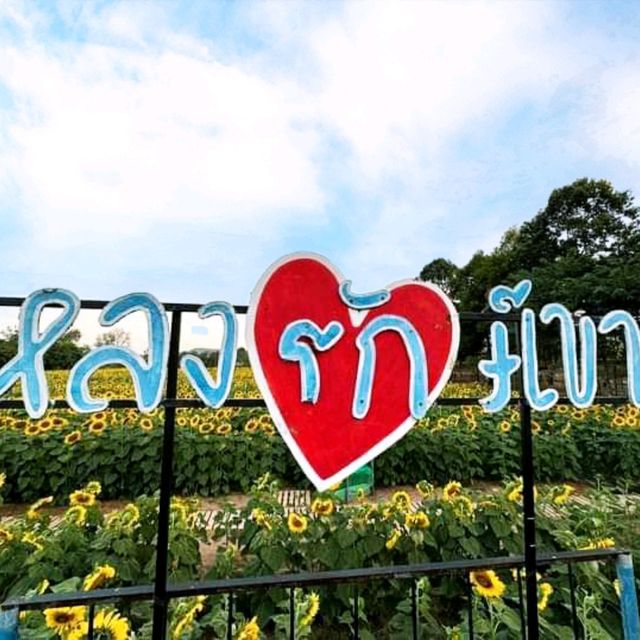 ดอกทานตะวันบานโครงการพระราชดำริ เขาชะงุ้ม ราชบุรี