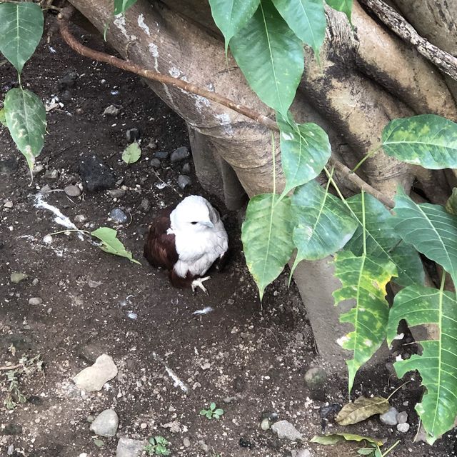 馬尼拉動植物園