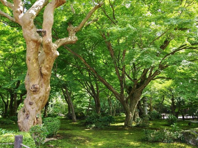 【京都市】青葉に映える緋毛氈🟥🌿