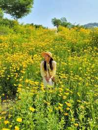 노랑 금계국이 어여쁜 함안 악양생태공원🌼