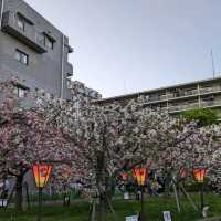 造幣局桜の通り抜け、桜は既に散り始め、有終の美