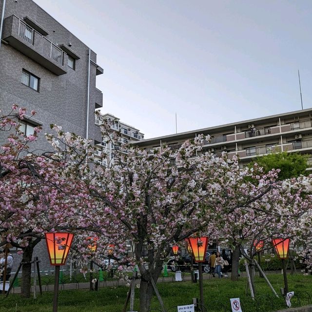 造幣局桜の通り抜け、桜は既に散り始め、有終の美
