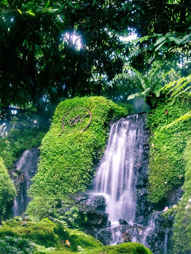 แน่ใจนะว่าคาเฟ่ นึกว่าอยู่ในป่า ธรรมชาติมาก