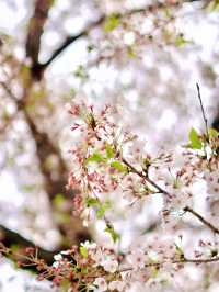 🌸仁川全新賞櫻景點—松島中央公園