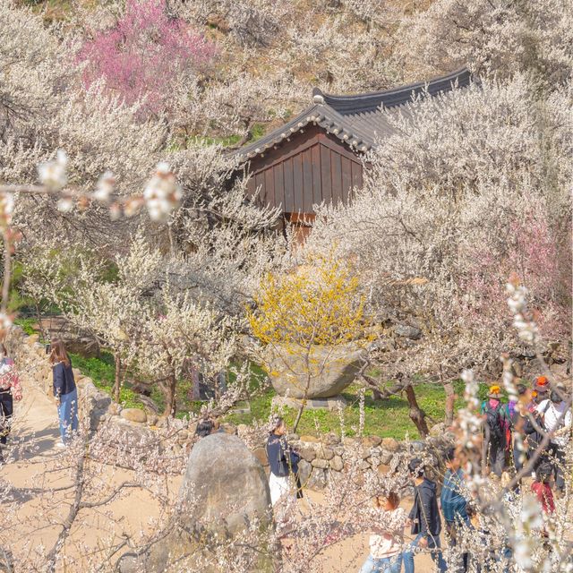 내년 봄의 시작은 광양에서 함께하기 :)
