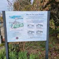 The Famous Ballard Locks, Seattle