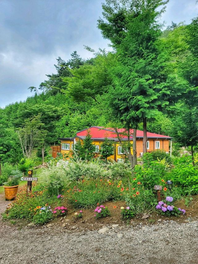 올해도 역대급 수국천국 예정인 보성 숲정원 윤제림🩷