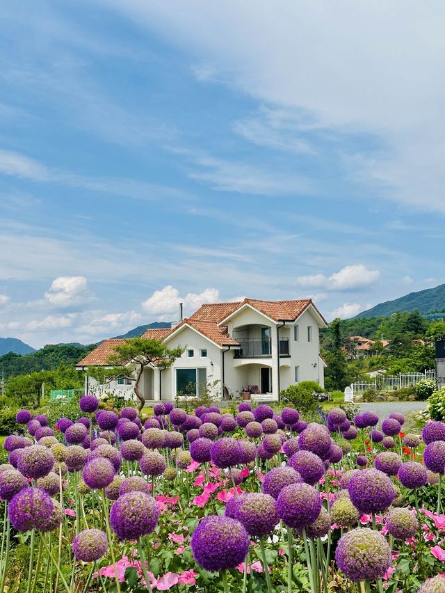 지금가면 너무 예쁜 한국의 지베르니🌱💚