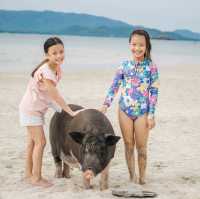 เกาะมัดสุม หาดทรายสวย น้องหมูน่ารัก, สุราษฎร์ธานี