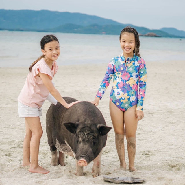 เกาะมัดสุม หาดทรายสวย น้องหมูน่ารัก, สุราษฎร์ธานี