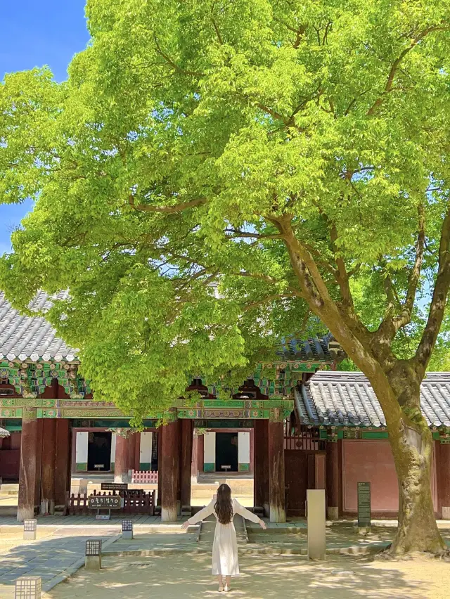 울창한 대나무숲 포토존이 유명한 전주 핫플!🍃🎋