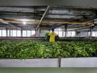 🇱🇰 Tea Factory Tour @ Damro Labookellie Tea Lounge 