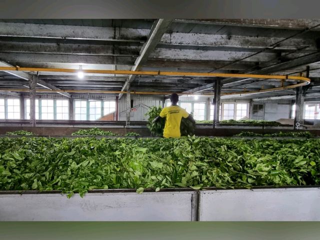 🇱🇰 Tea Factory Tour @ Damro Labookellie Tea Lounge 