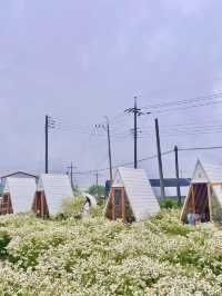 청주는 데이지 맛집을 소개해요🌼