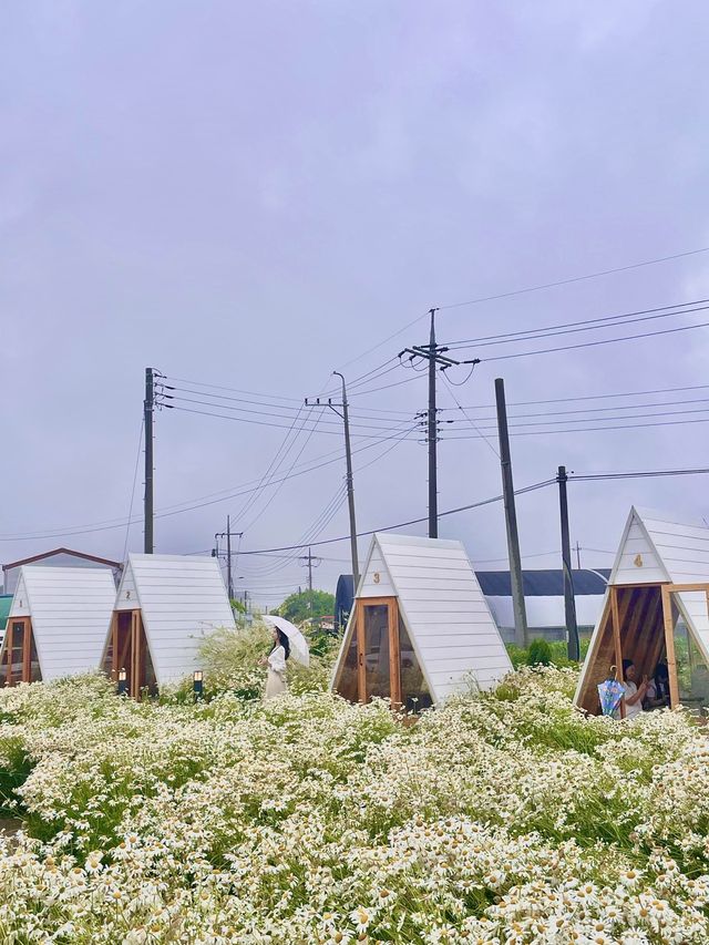 청주는 데이지 맛집을 소개해요🌼