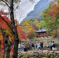 秋夕楓葉紅飄逸🍁四色匯聚內藏山
絕美景色白羊寺
