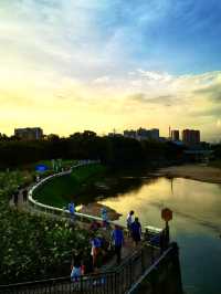 🌿🌺🌅 觀瀾河濕地公園～花海日落驚艷🌿🌺🌅
