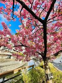 【東京都/スカイツリー】河津桜とのコラボ