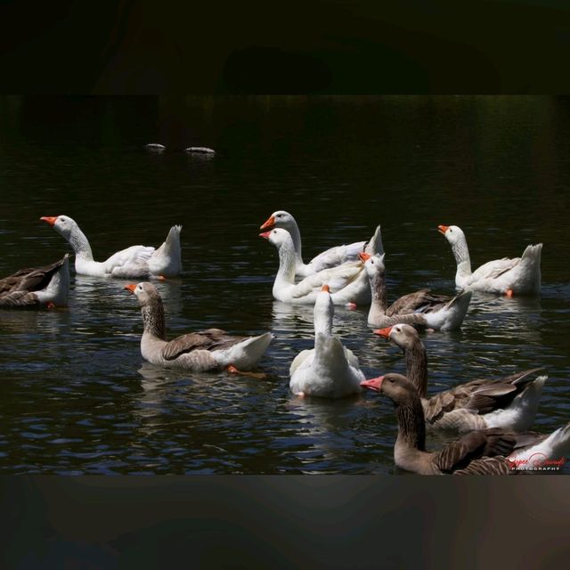 悉尼市區最大既公園～Centennial Park