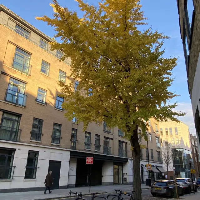 Golden Ginkgo Trees in Marylebone High street