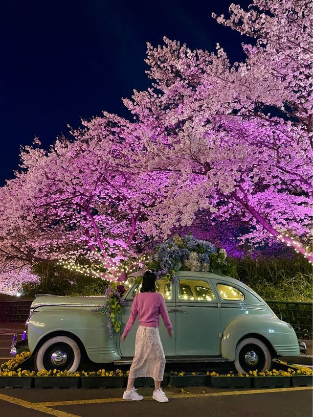 🌸대구 벚꽃 여행지 모음🌸