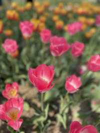 벚꽃과 튤립을 함께 볼 수 있는 곳, 송해공원🌸🌷