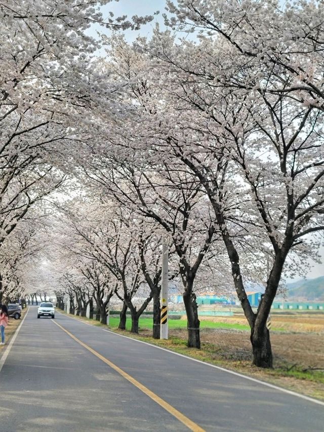 대구근교 벚꽃로드, 실시간 청도 벚꽃터널🌸
