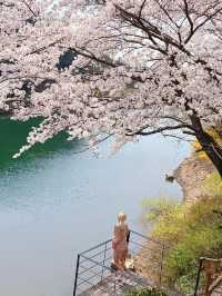 인정할 수 밖에 없는 용인 벚꽃뷰 카페 🌸