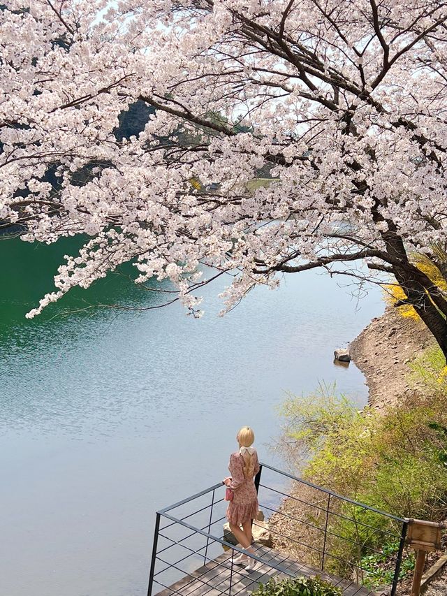 인정할 수 밖에 없는 용인 벚꽃뷰 카페 🌸