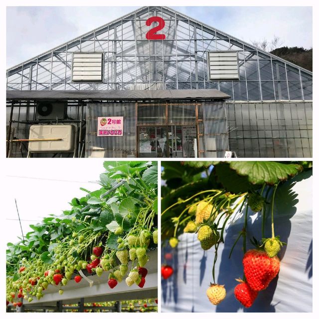 越後湯澤🍓村🤳任食🍓😍
