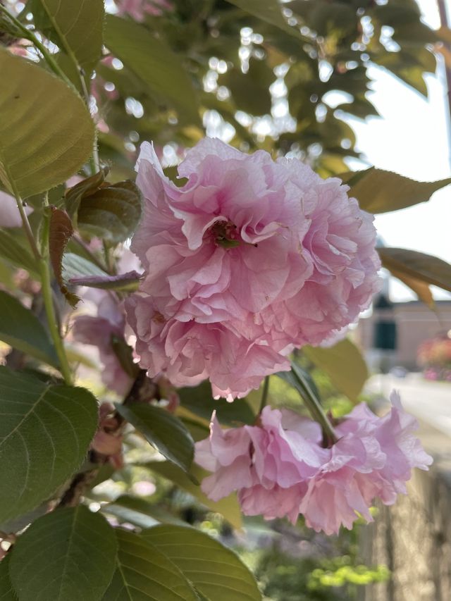 경희대학교에서 겹벚꽃구경 어때요👀🌸