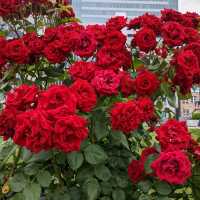 中之島バラ園、散り始めた薔薇も有り、それはそれで風情が有って良い。