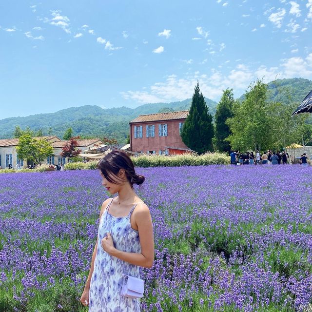 한국의 삿포로 고성 하늬 라벤더 팜 💜