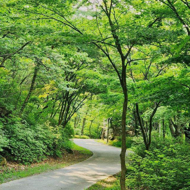 봄을 지나 여름이 오는 비슬산 초록초록 산책로