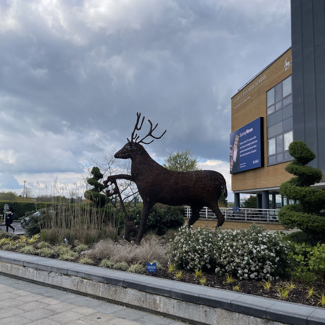 英國薩里大學🦌 University of Surrey