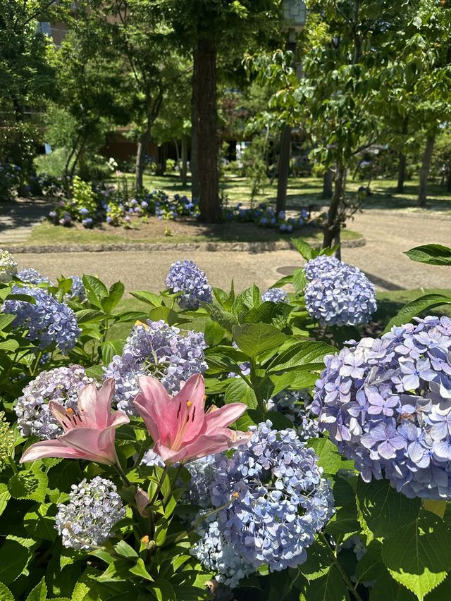 【大阪】無料で楽しめる紫陽花スポット〜舞洲ロッジ〜