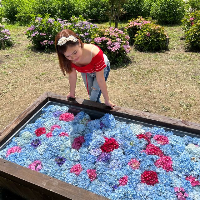 広島県　世羅　花夢の里　あじさい