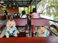 ที่พักอัมพวา น้องหมาพักได้ ตอนเช้ามีใส่บาตรริมน้ำ