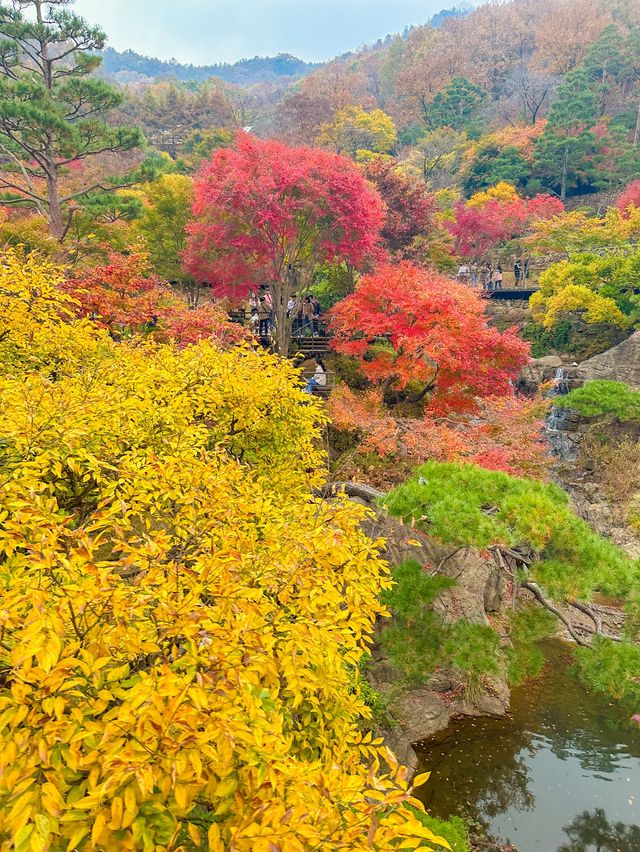 서울근교 가장 핫하다는 단풍명소 소개와 꿀팁🍁