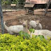 BONANZA EXOTIC ZOO มาดูกันว่าเด็ก ๆ จอยแค่ไหน ✨