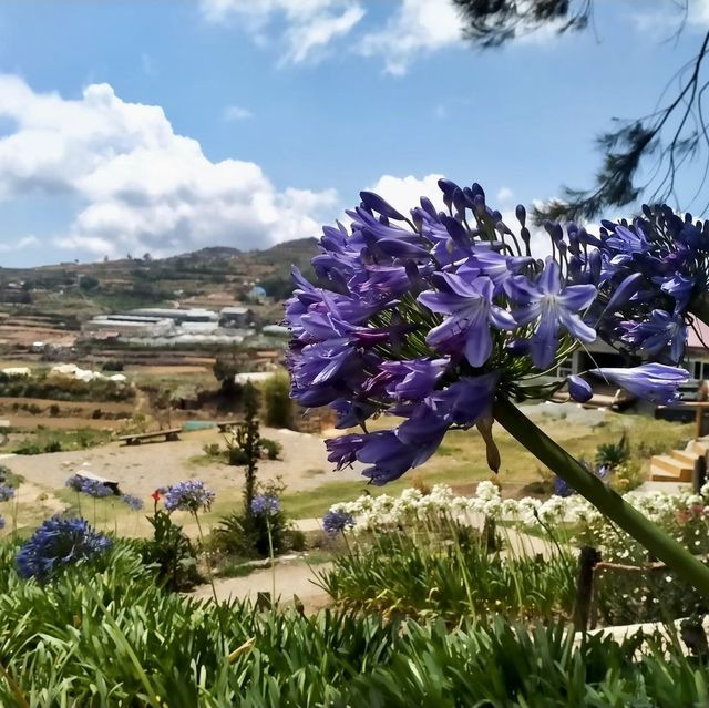 Sakura Park & Haight’s Place in Atok Benguet