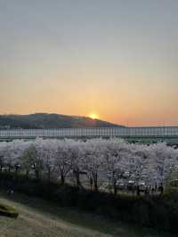 의왕 벚꽃 명소 백운호수