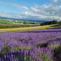 【北海道】ラベンダー畑