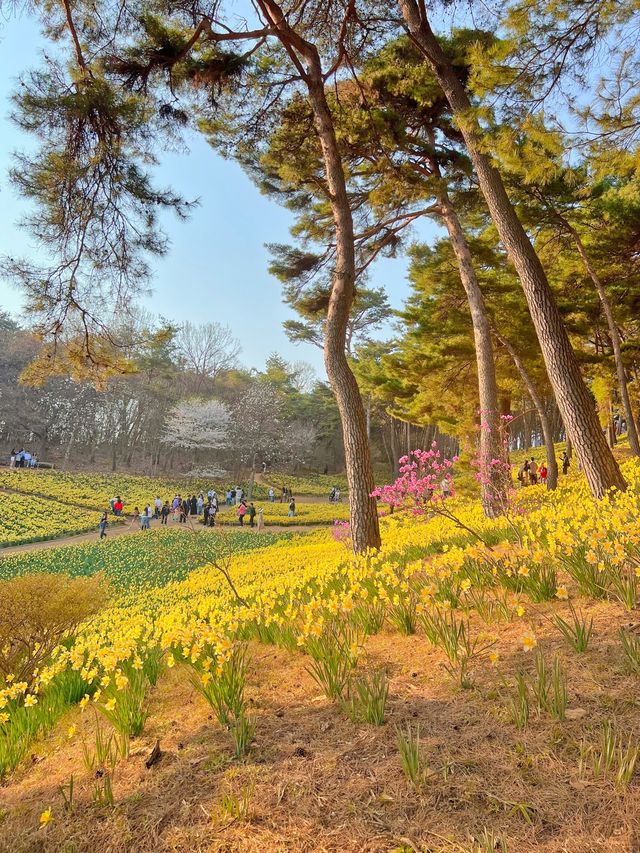 수선화 가득한 서산 유기방가옥💛