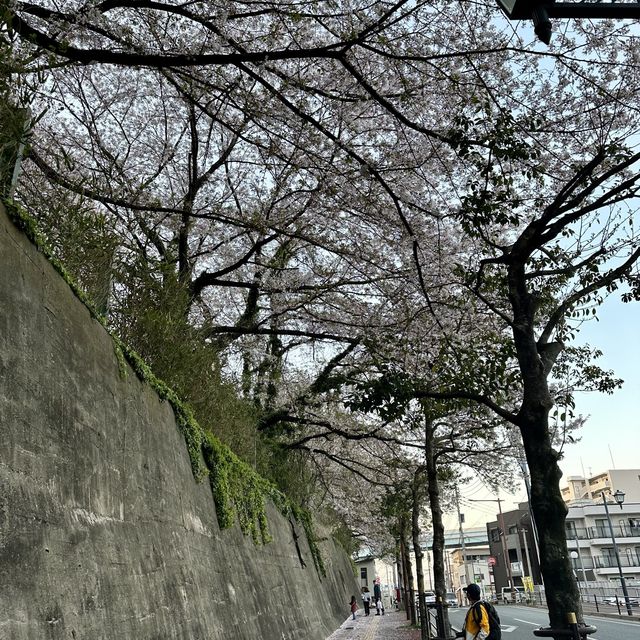 Sakura in Fukuoka!!! 